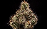 Copiapoa sp. d. 20 h. 22 cm 200.00 €